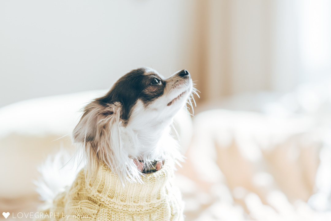 MOMO 1st Anniversary | カップルフォト